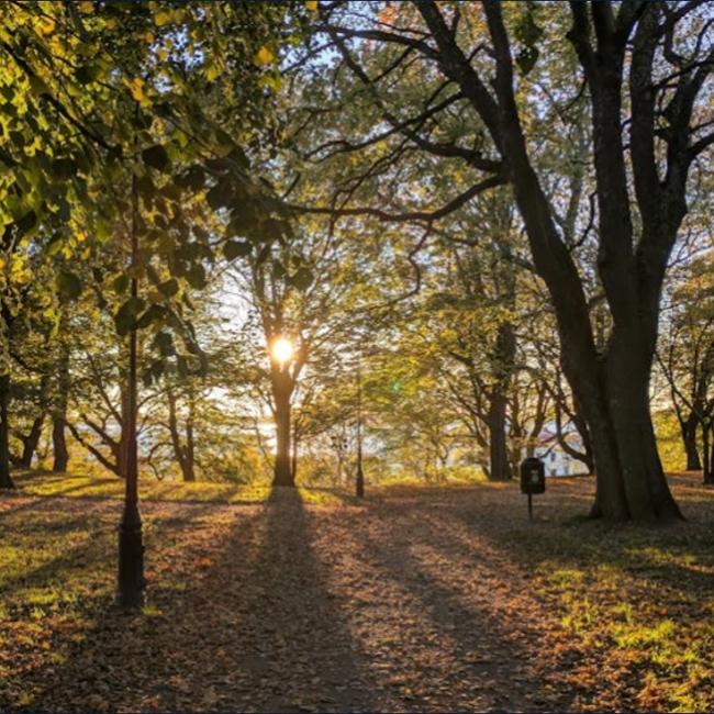 Aarde koesteren Bos.jpg
